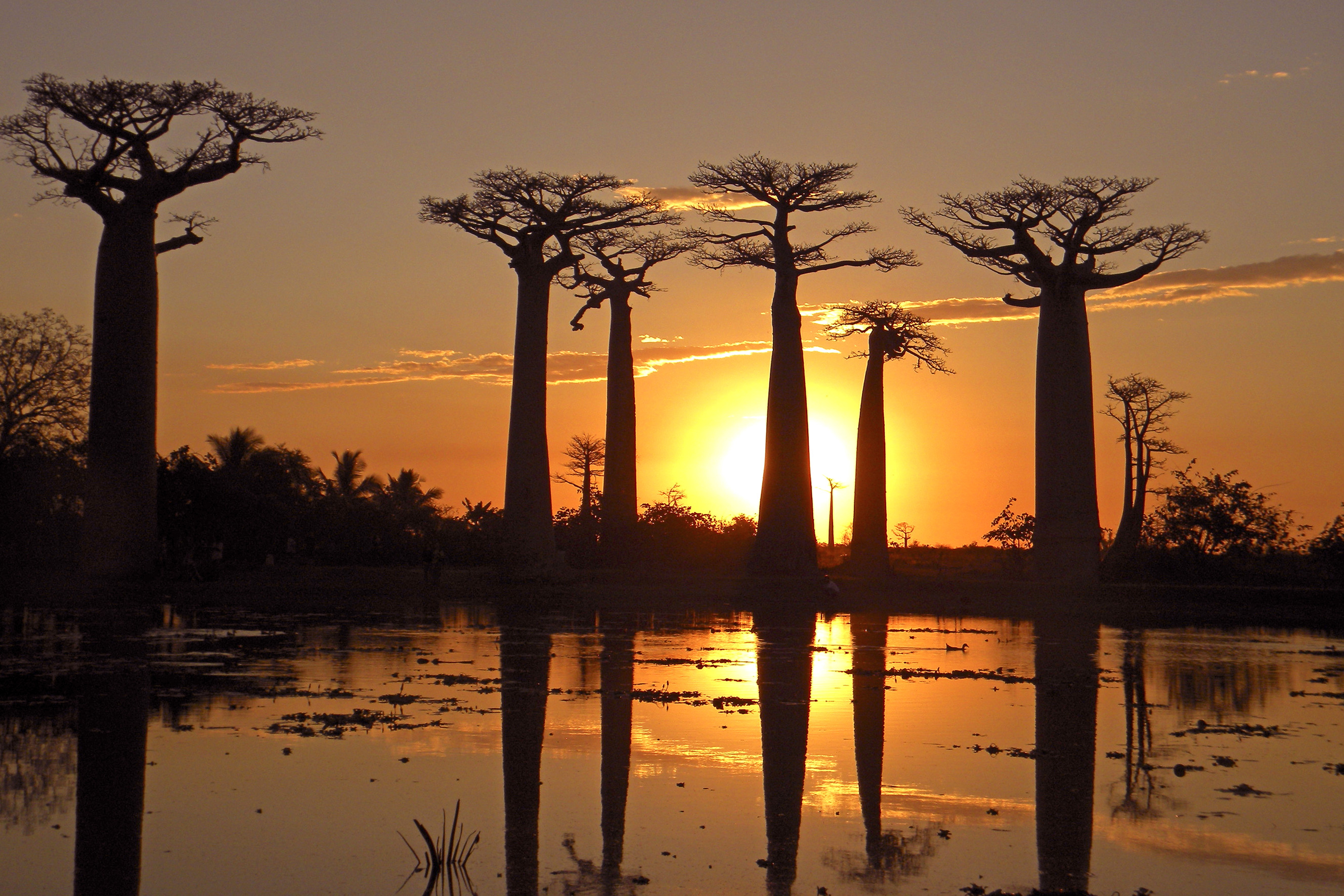 Madagascar, surrounding of Fort Dauphin, baobab