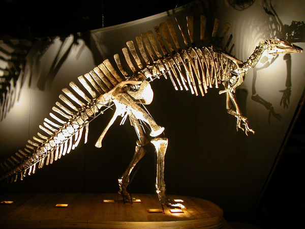 Dinoasauro dalla Nigeria, copyright Muve