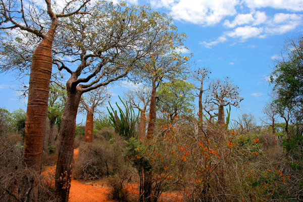 Foresta spinosa 