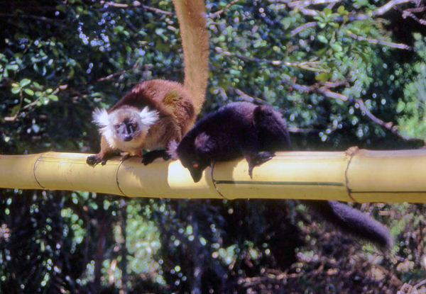 Lemuri - macachi