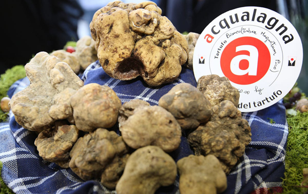 Tartufo (di Acqualagna)