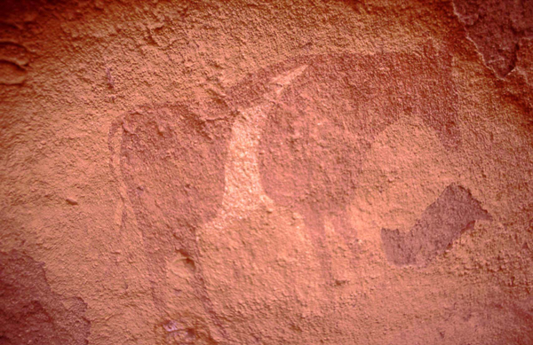 Sahara algerino pitture rupestre bovide ph. archivio Arnesano-Badini