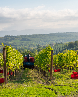  Vendemmia