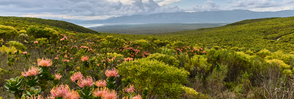 Fynbos-