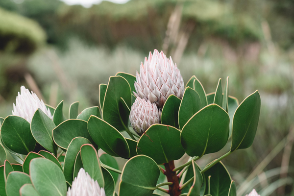 Protea