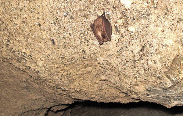 Chirottero del generen Rhinofolo- Foto G. Rivalta