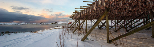 Lofoten - merluzzi