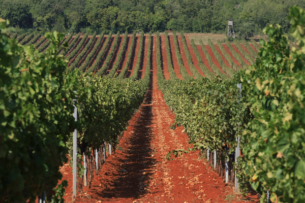 Vigneti in Istria © Goran Sebelic