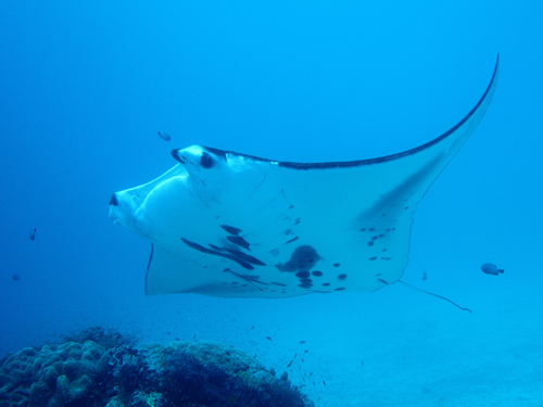 Indonesia - Manta