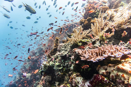 Indonesia-Reef