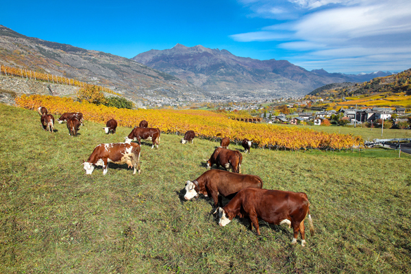 Valle D'Aosta, pascolo e vigneti Aymavilles (foto Enrico Romanzi)