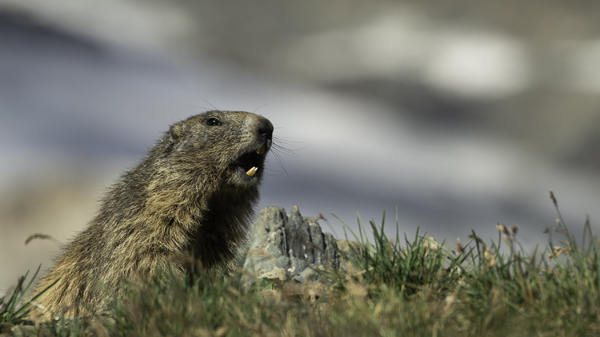 VALLE D'AOSTA-Marmotta (foto Roberto Vallet)